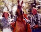 Good As Gold -  Half Arabian Mare -  First National Champion