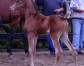 Beyonce NA (Ever After NA x Breanna Psy) at six weeks of age
