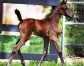 Just Amazing NA (Ever After NA x Just A Heat) at three weeks